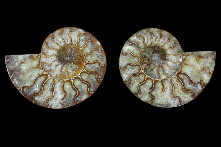 Agate Replaced Ammonite Fossil - Madagascar #169464